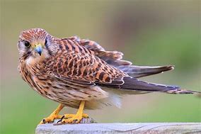 Image result for Female Kestrel Back