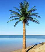 Image result for Artificial Palm Tree