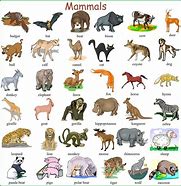 Image result for Every Kind of Animal