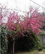 Image result for Peach Tree Identification