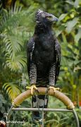 Image result for Black Hawk Bird