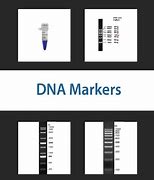 Image result for Paternity DNA Markers Examples