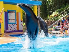 Image result for SeaWorld Sea Lion Show