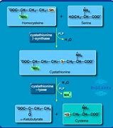 Image result for cysteine synthesis