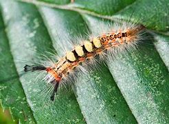 Image result for Brown Tussock Caterpillar