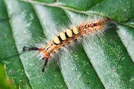 Image result for Tussock Moth Caterpillar Repellent