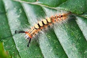 Image result for Rust-Coloured Tussock Caterpillar