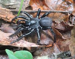 Image result for New Mexico Trapdoor Spider