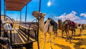 Image result for Camello Desierto