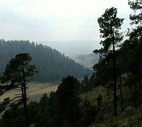 Image result for Mexican Fire Tree