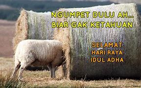 Image result for Meme Idul Adha