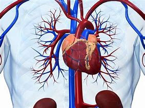 Image result for Ventricular Dilation