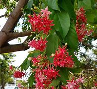 Image result for Tree with Red Inside