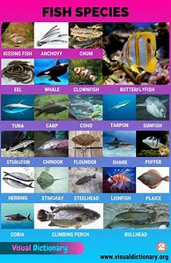 Image result for Fish Variety