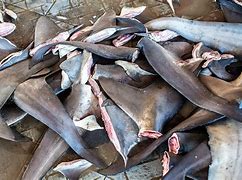 Image result for Shark Fin Hunting