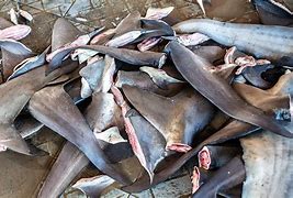 Image result for Finned Shark No Blood