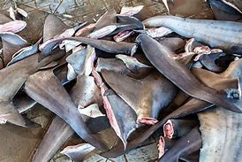 Image result for Shark Finning