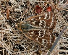 Image result for Sun Moth