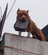 Image result for Cool Pitbull