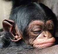 Image result for Stillborn Chimp