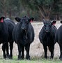 Image result for Angus Beef Cow