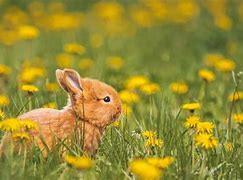 Image result for Cute Baby Rabbit Images