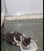 Image result for 2 Month Old Black Kitten