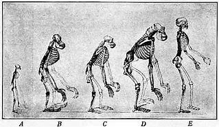 Image result for Anthropology Human Evolution