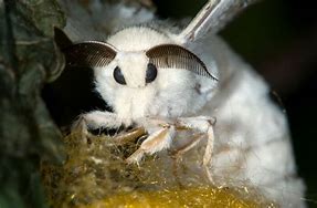 Image result for Australian Poodle Moth