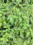 Image result for Poke Berry Plants