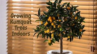 Image result for Kumquat Tree Indoor