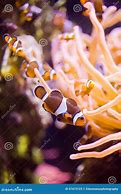 Image result for School of Clownfish