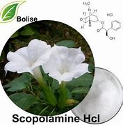 Image result for Scopolamine