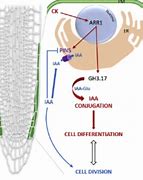 Image result for Lateral Root Cap