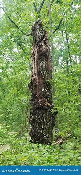 Image result for Tree Totem Pole