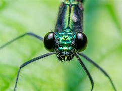 Image result for Macro Digital Photography