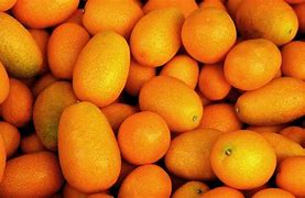 Image result for Tropical Asian Fruit Kumquat