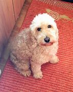 Image result for Cute Poodle Mixes