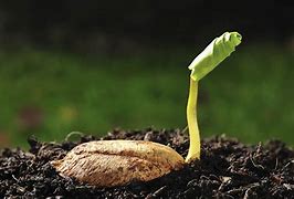 Image result for Figer Lime Citrus Seed Sprouting