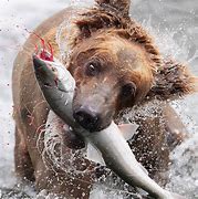 Image result for Grizzly Bear Catching Fish