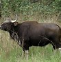 Image result for Gayal Animal