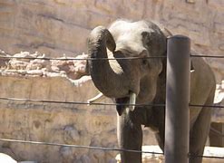 Image result for Ha4to Animals