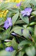 Image result for Evergreen Groundcovers Perennials