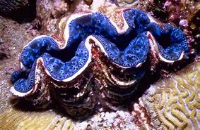 Image result for Beautiful Giant Clam