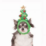 Image result for Plush Aurora Dog with Christmas Hat