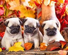 Image result for Thanksgiving Puppy Banner