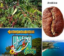 Image result for Hawaii Coffee Farm