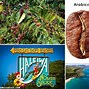 Image result for Hawaii Coffee Farm