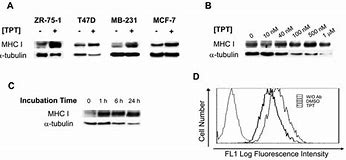 Image result for 4T1 MHC Expression