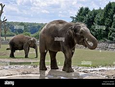 Image result for Whipsnade Zoo Elephants